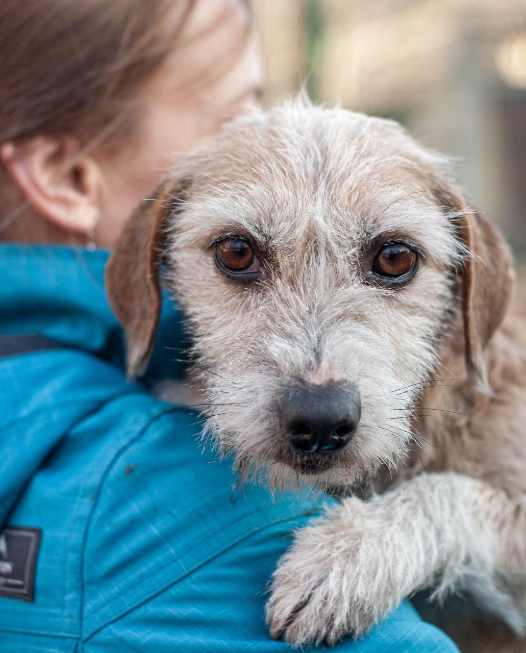Chiens à adopter